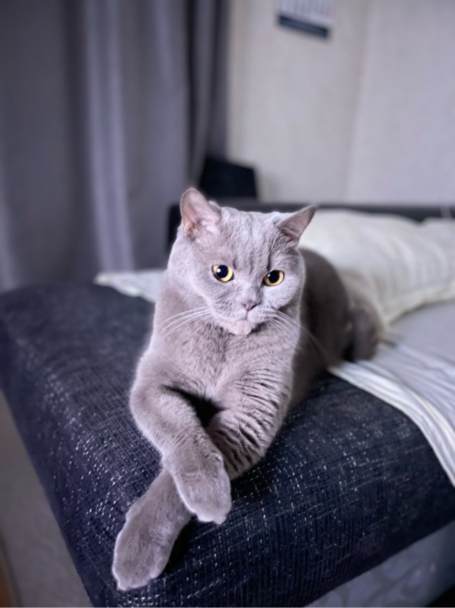 Котовторник 18.10.22