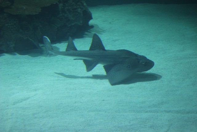 Деревенская Америка