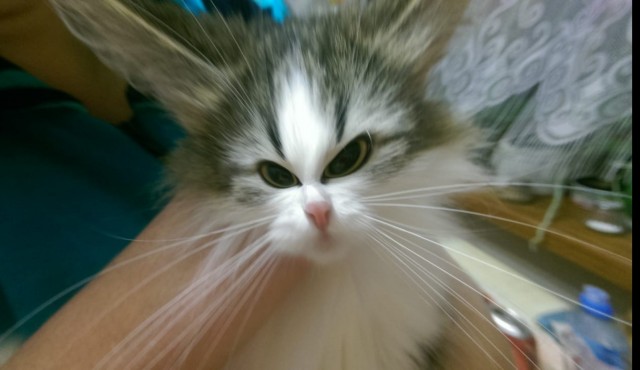 Сегодня всемирный день кошек!