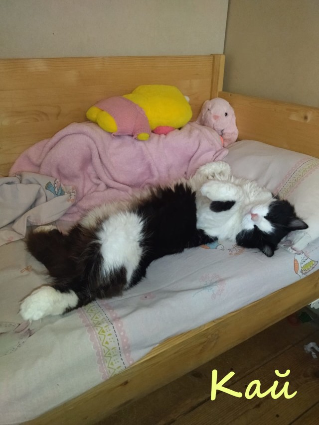 Жизнь домашнего приюта "Котоленд" 386