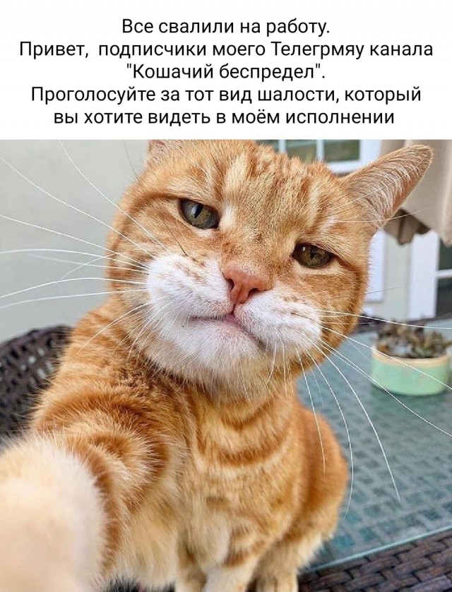 Картинки и мемы для настроения - 181