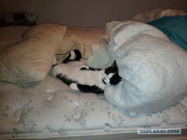 Котовторник 16.04.2013