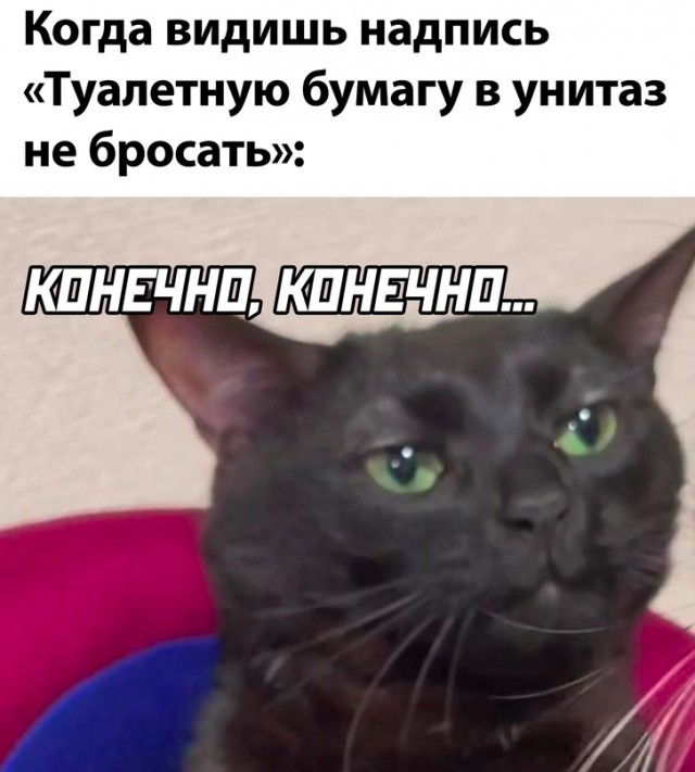 Весёлый полтишок 08.09.23
