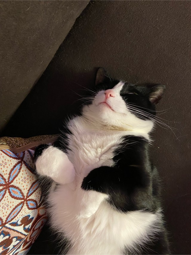 Котовторник 7.11.23