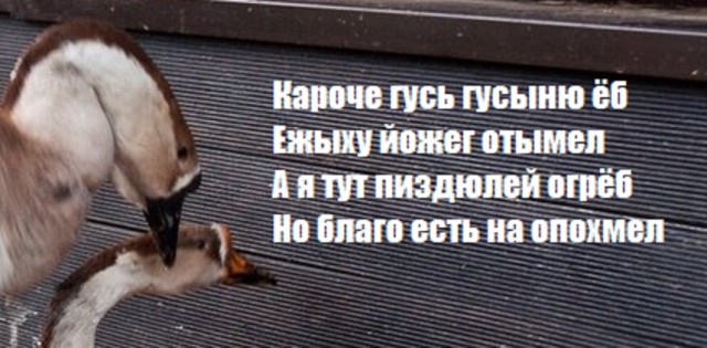 Гусь вялый