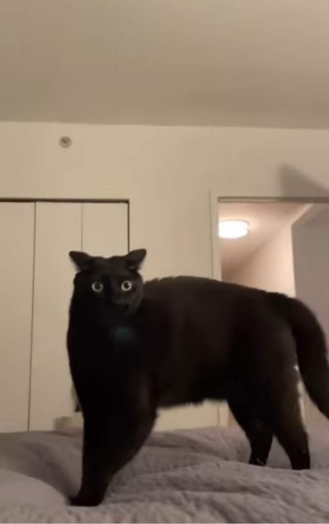 Котячье бесо*бство
