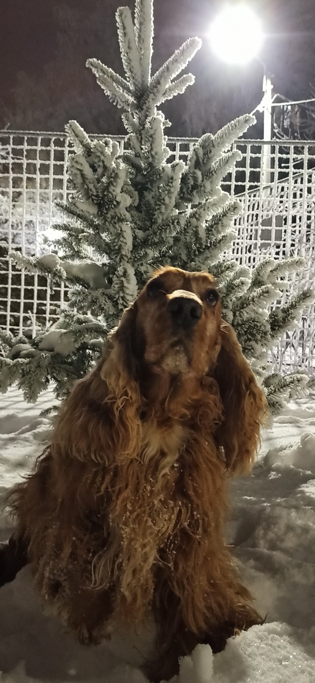Эх, собакочетверг же