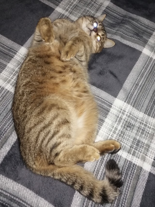 С котовторником ЯПовцы
