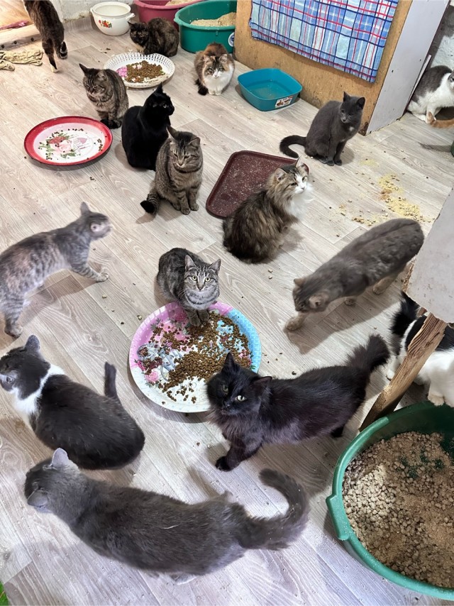 Кошачий приют