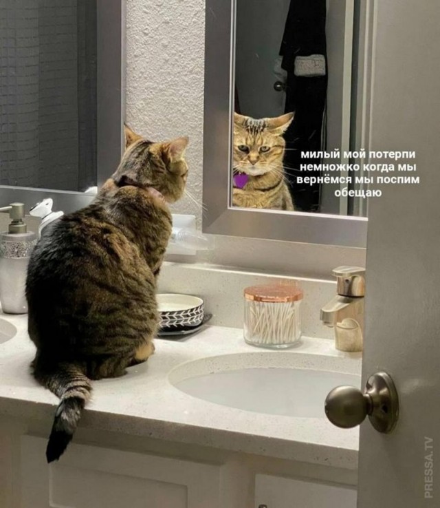Котовторник в картинках