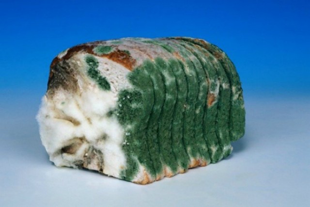 Можно ли умереть от плесени?