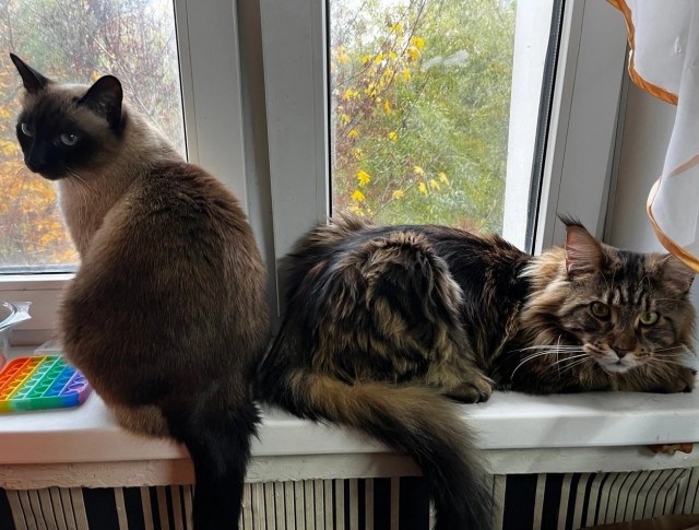 Картина. Кот за дверью