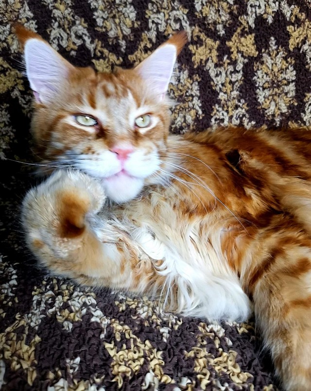 Котовторник!