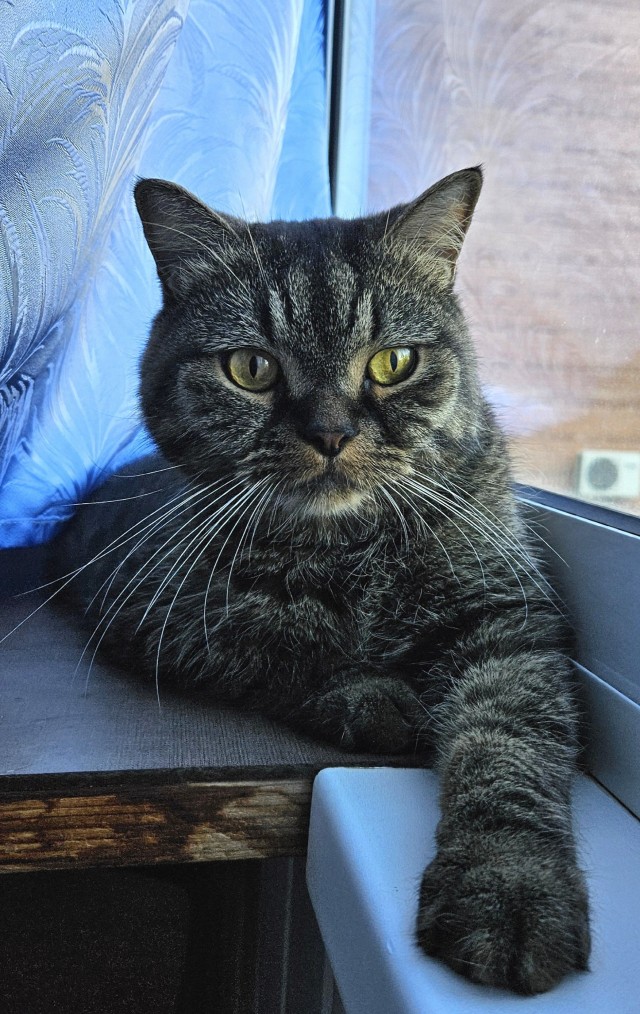 Котовторник. Мой котан
