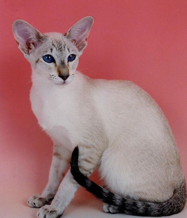 Нужна помощь по котейке!