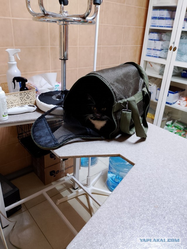 История одного котенка