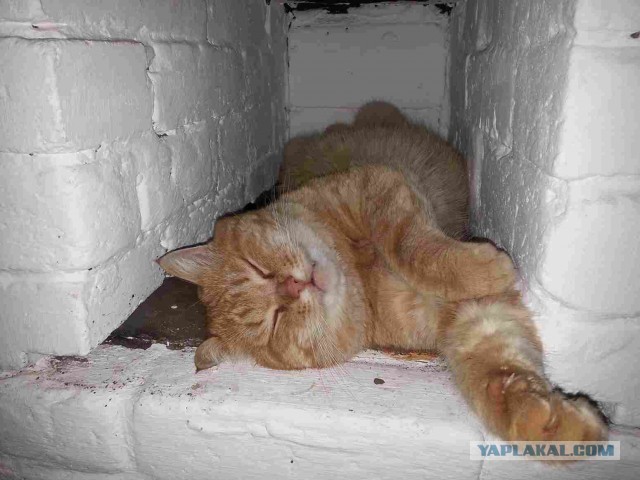 Кот спрятался