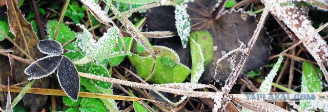 Немного летнего макро