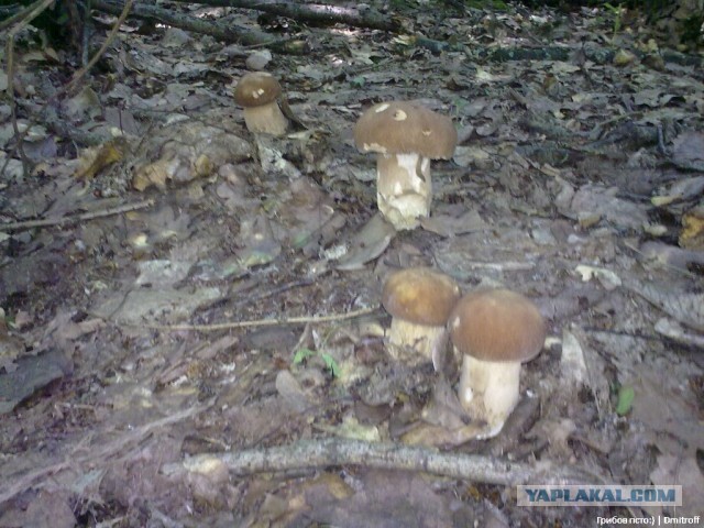 Поход за грибами,