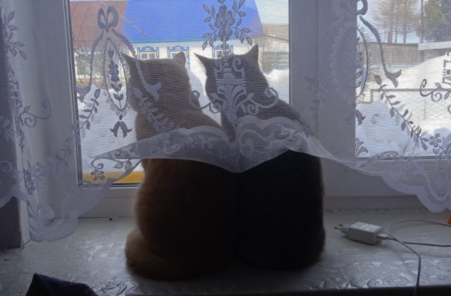Когда кот смотрит в окно и не реагирует — это знак, который нельзя игнорировать