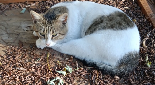Котовторник.Наши модели