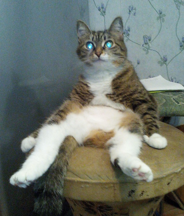 Котопоза