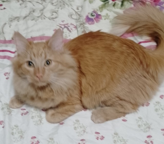 Котëнок-заморыш стал красивой кошкой