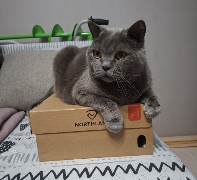 Котовторник