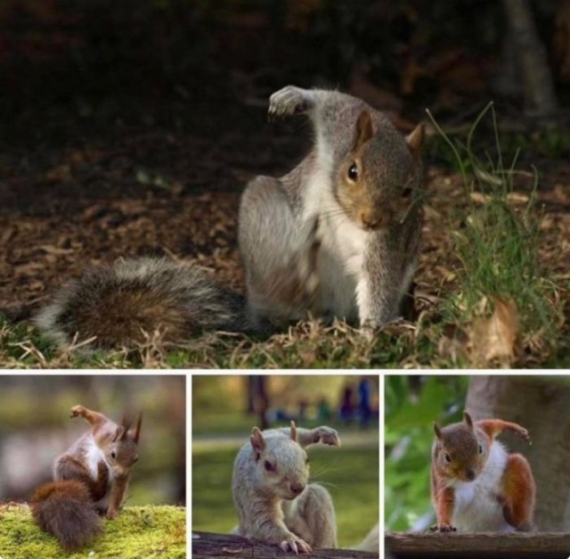 Картинки для деградации 100 (разной степени свежести)