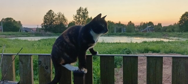 Вернулись бы в деревню из города?