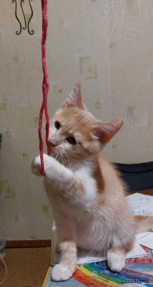А котовторник уже пришёл?