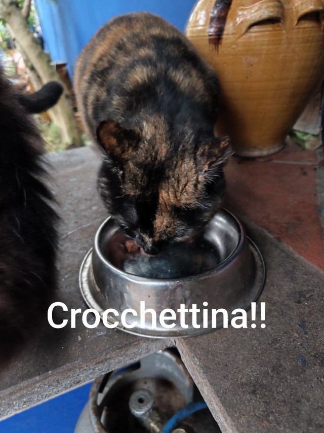 Кошачья команда