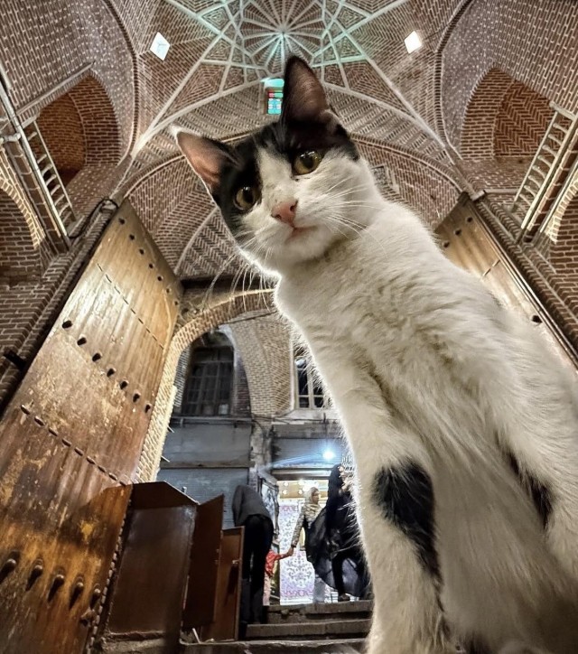 Уличные кошки Ирана