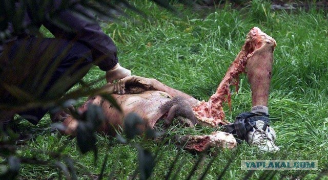 Что будет с вами,при случайной встрече в лесу с бурым медведем.
