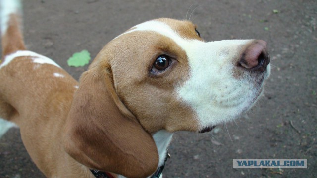 Собакочетверг на 02.01.2014