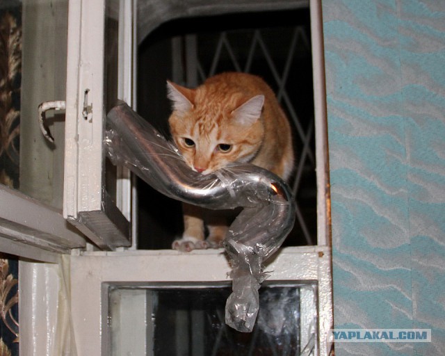Котовторник 4.02.2014
