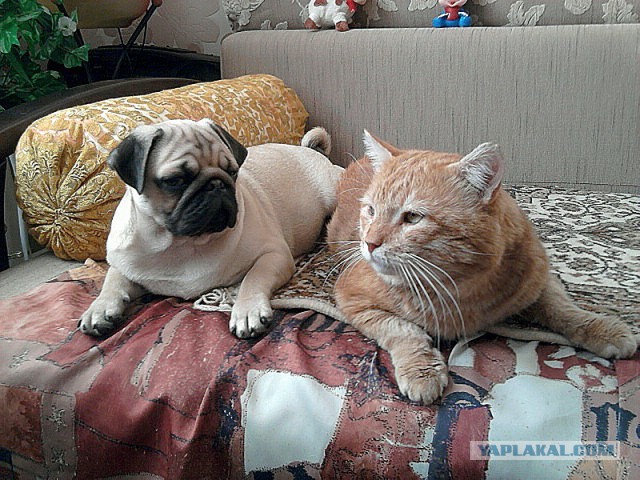 Котовторник 04.03.2014