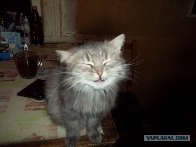 Жизнь домашнего приюта для котеек 41