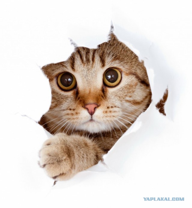 Котовторник