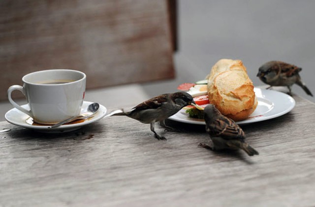 Наглые пернатые морды