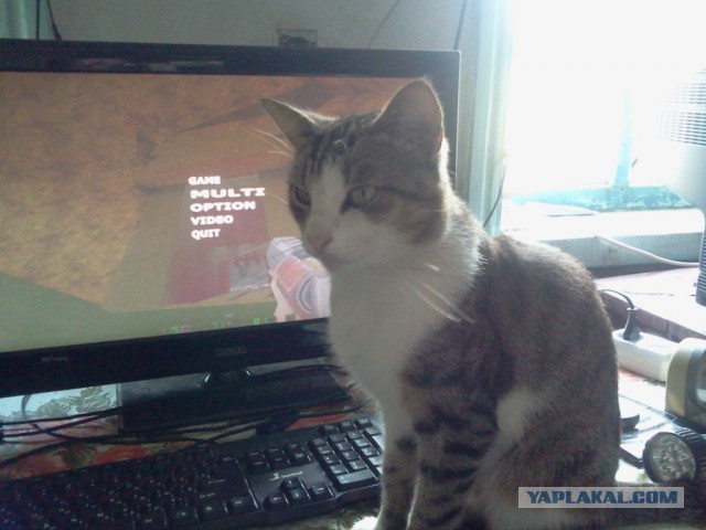 Котовторник 25.08.2015