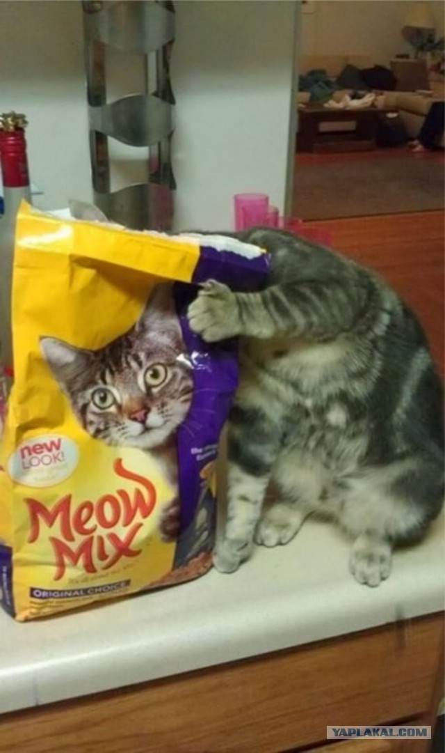 17 фотографий котов