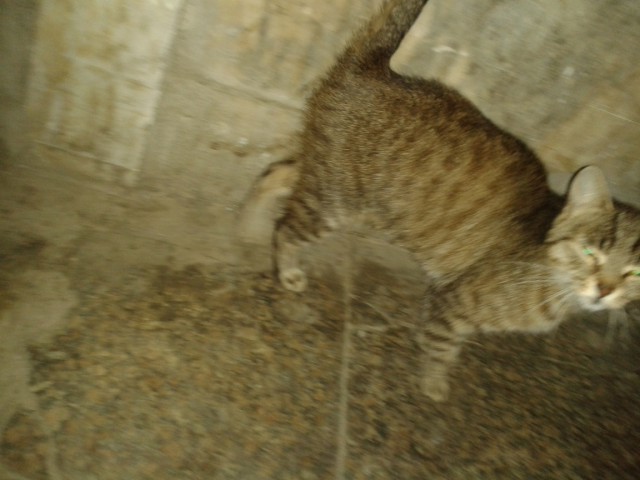 Про котов