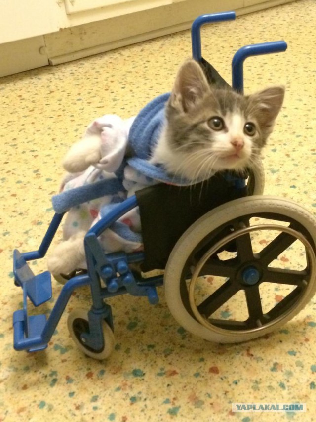 Немного картинок