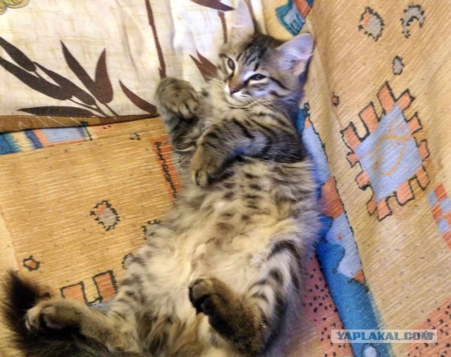 Ваши фотки котов на телефон