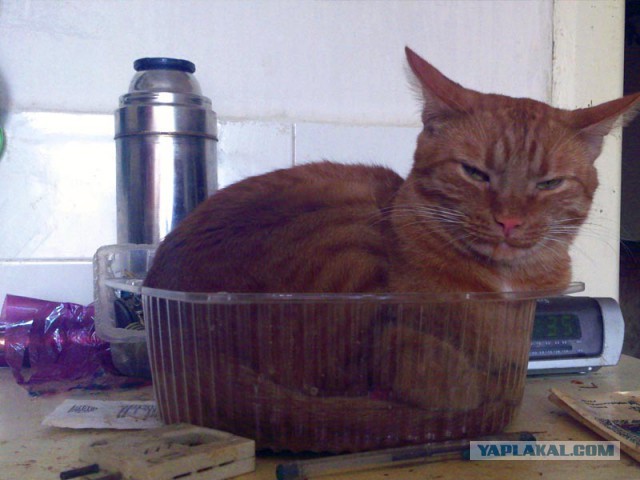 Ваши фотки котов на телефон