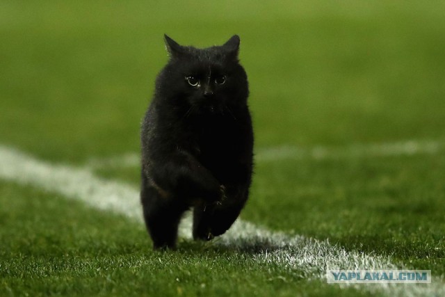 В Австралии во время матча по регби на поле выбежал афигенный черный кот