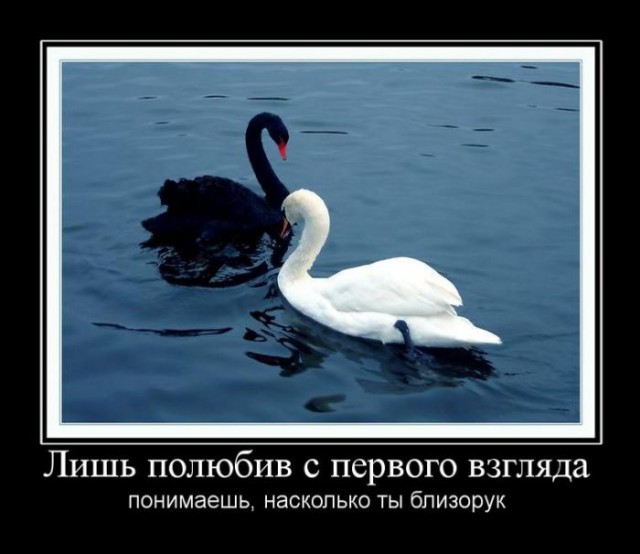 Прикольные животные