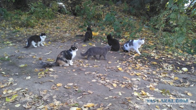 Котовторник 11.10.2016