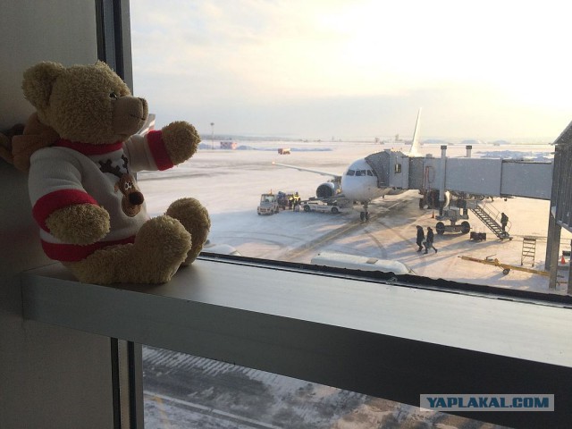 В Екатеринбурге сотрудники аэропорта присматривают за забытым медвежонком
